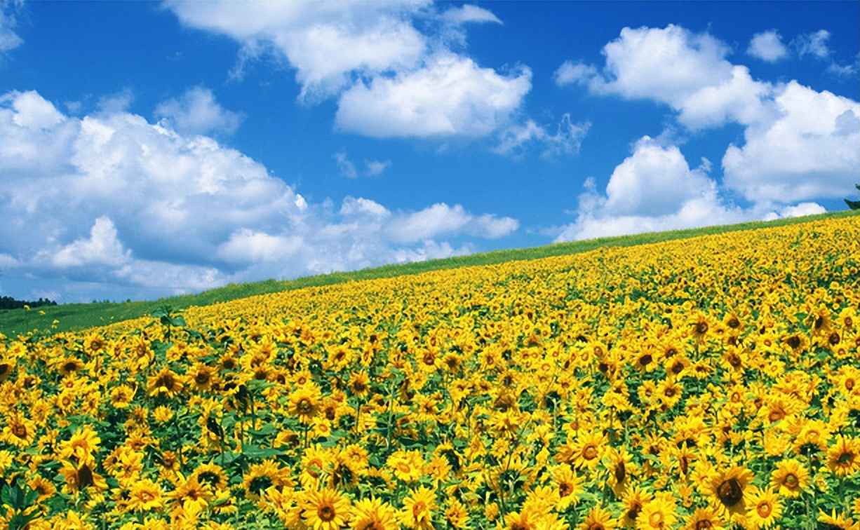 电力排管施工实战指南：上海北蔡楔形绿地项目深度解析