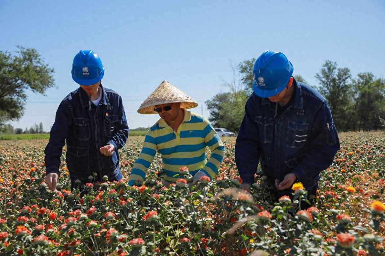 塔城方形电力管:充足电力为红花加工按下“快进键” 塔城方形电力管:充足电力为红花加工按下“快进键”